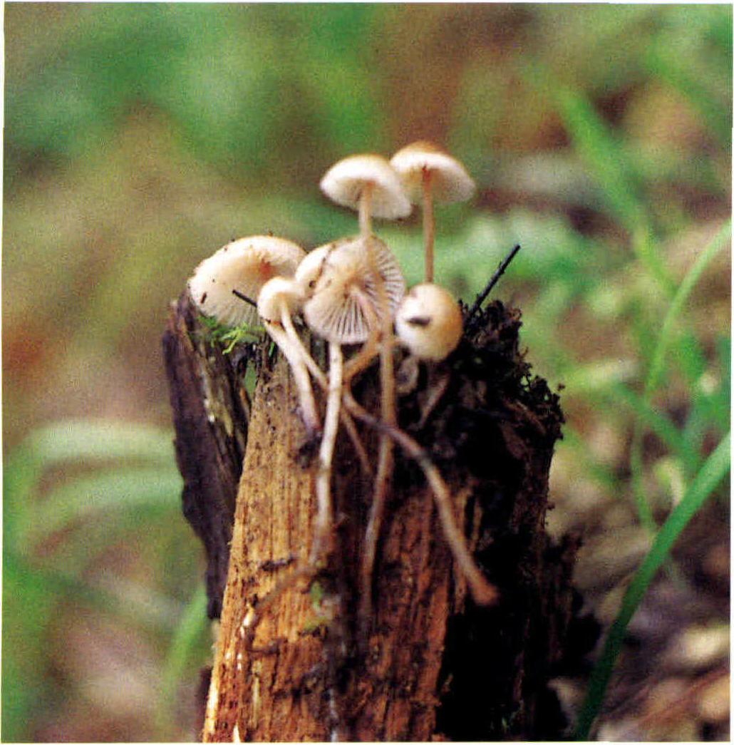 Mycenella lasiosperma (Pers.) Singer